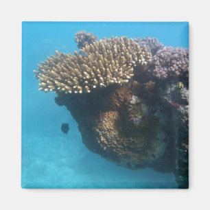 Aimant Paysage marin de corail