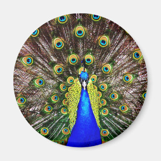 Aimant Peacock