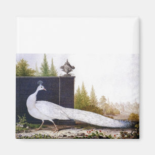 Aimant Peacock blanc
