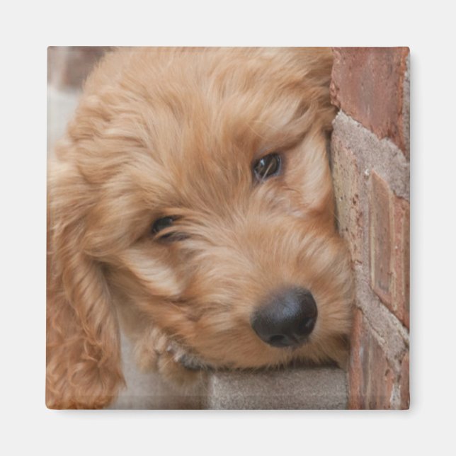 Aimant Peecing de Goldendoodle (Devant)