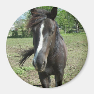 Aimant Peinture de cheval
