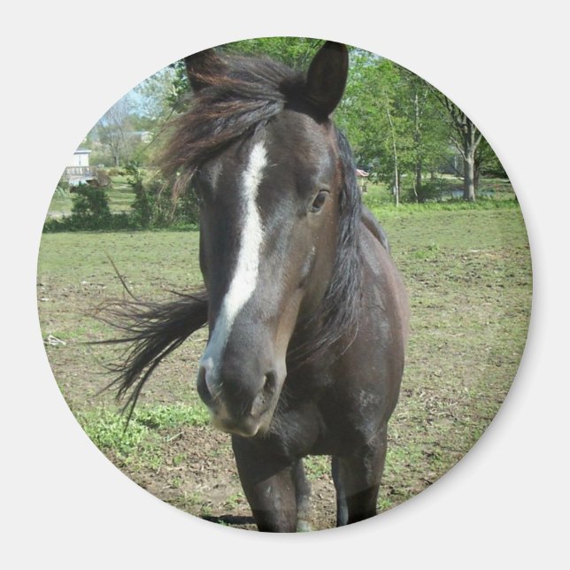 Aimant Peinture de cheval (Devant)