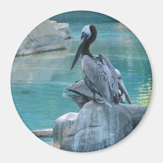 Aimant Pélican (Devant)