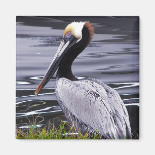 Aimant Pelican Poser