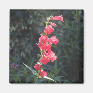 Aimant Pendenstein rose soleil Sprig