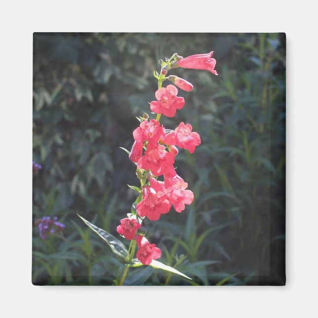 Aimant Pendenstein rose soleil Sprig (Devant)