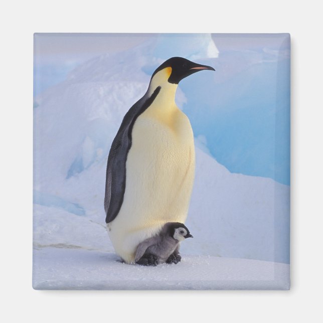 Aimant Penguin | Apténodytes (Devant)