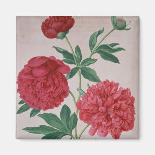Aimant Peonies, assiette 46 du Nassau Florilegium (avec c