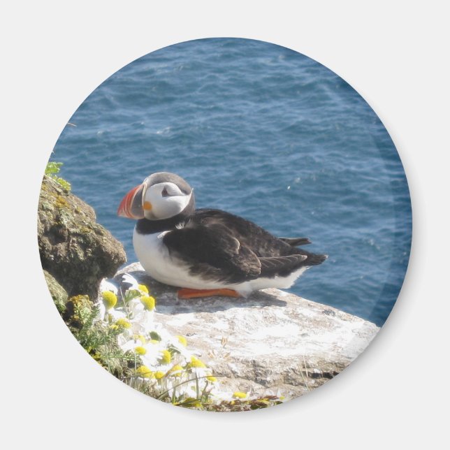 Aimant Perroquet (Devant)