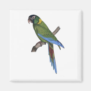 Aimant Perroquet vert Macaw Art fin peinture nature