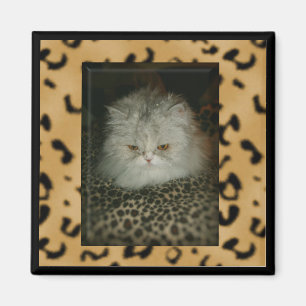 Aimant Persian Kitty