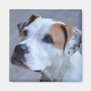 Aimant personnalisé à la mode de photo d'animal
