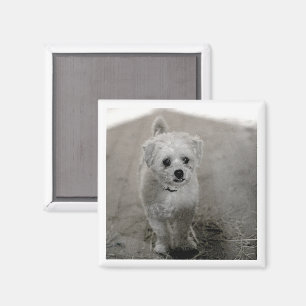 Aimant Pet Photo intemporel Keepsaké Chien Maman Papa Fun