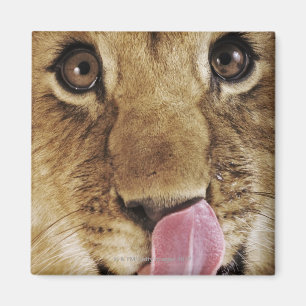 Aimant Petit animal de lion (Panthera Lion) léchant le