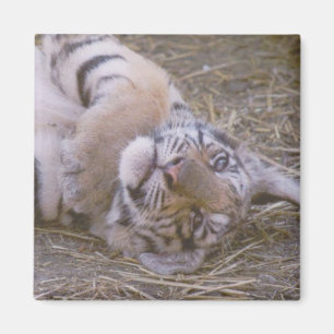 Aimant Petit animal de tigre