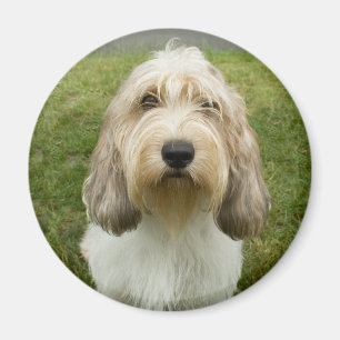 Aimant Petit Basette Griffon Vendeen