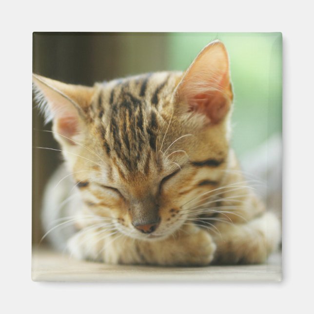 Aimant Petit Bébé de couchage Kitty (Devant)