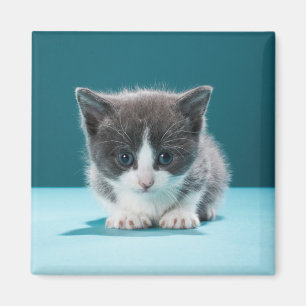 Aimant Petit chaton