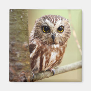 Aimant Petit hibou de bébé   Ontarios