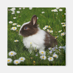 Aimant Petit lapin Brown et blanc en fleurs