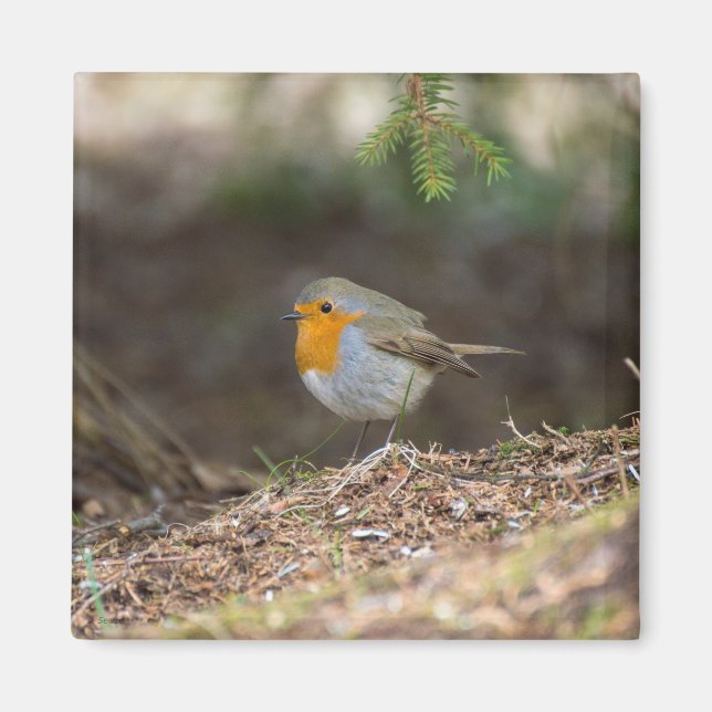 Aimant Petit robin doux (Devant)