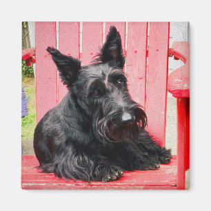 Aimant Petit Scottie dans un grand fauteuil rouge