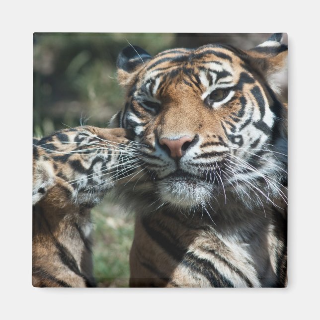 Aimant Petit tigre (Devant)