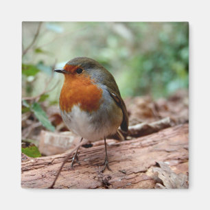 Aimant Peu d'aimant de Robin