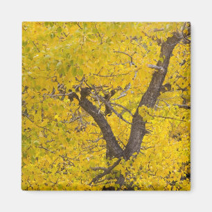 Aimant Peuplier en couleurs de pointe en automne dans Gla