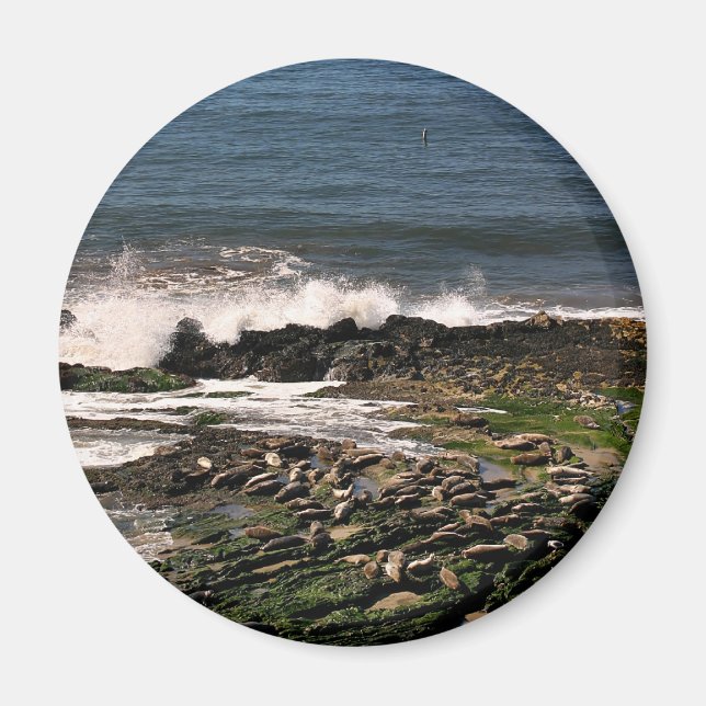 Aimant Phoques (Devant)