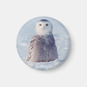 Aimant Photo arctique mignonne de hibou de l'Alaska Milou