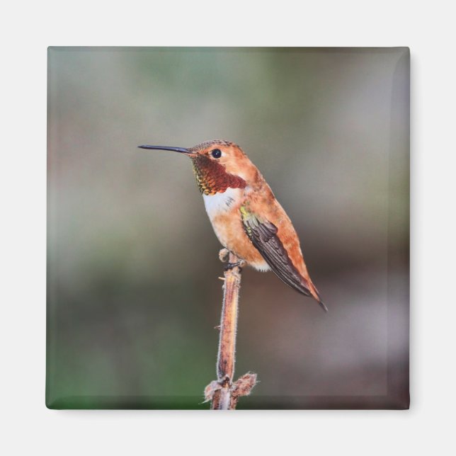 Aimant Photo Colibri (Devant)