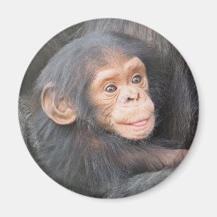 Aimant Photo de bébé chimpanzé mignon