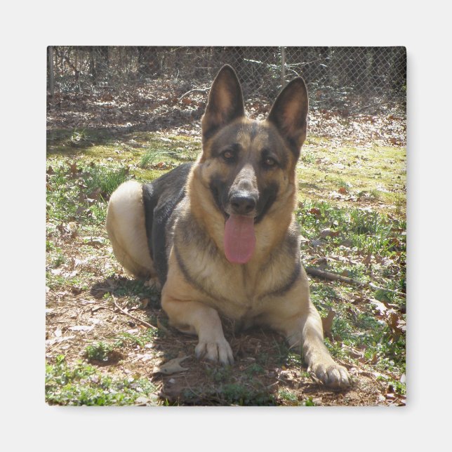 Aimant photo de chien berger allemand (Devant)