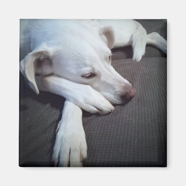 Aimant Photo de chien blanc dormant avec de mignons patte (Devant)