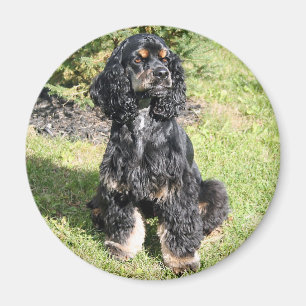 Aimant Photo de Cocker Spaniel