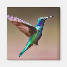 Aimant Photo de colibri vert de la faune
