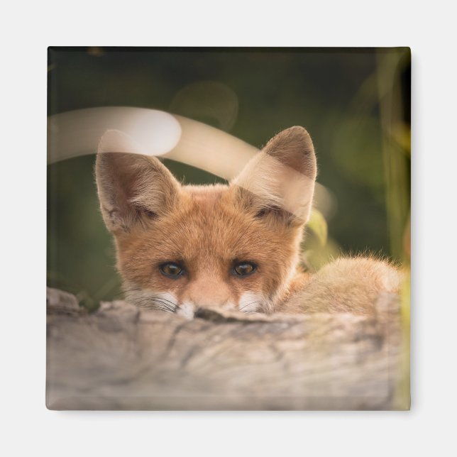 Aimant Photo de Cute Little Orange Fox (Devant)