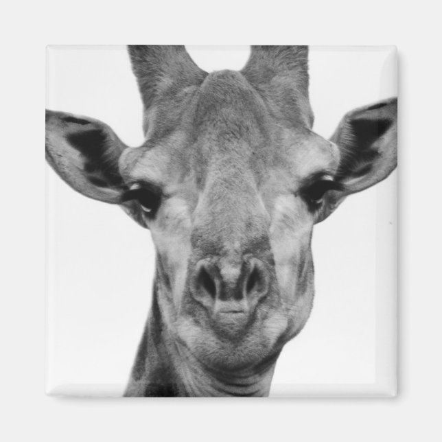 Aimant Photo de girafe noir et blanc (Devant)