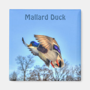 Aimant Photo de la faune de Mallard Duck pour les amateur
