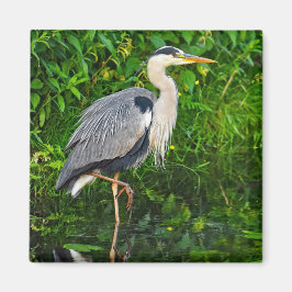 Aimant Photo de la faune du Grand Héron Bleu