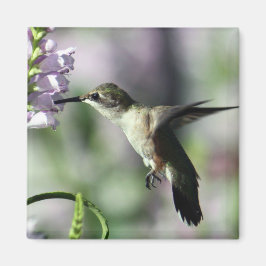 Aimant Photo de la faune rose de colibri