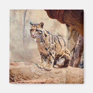 Aimant photo de léopard nuageux nature faune exotique