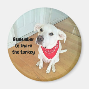 Aimant Photo de mignon chien de levrette avec des oreille