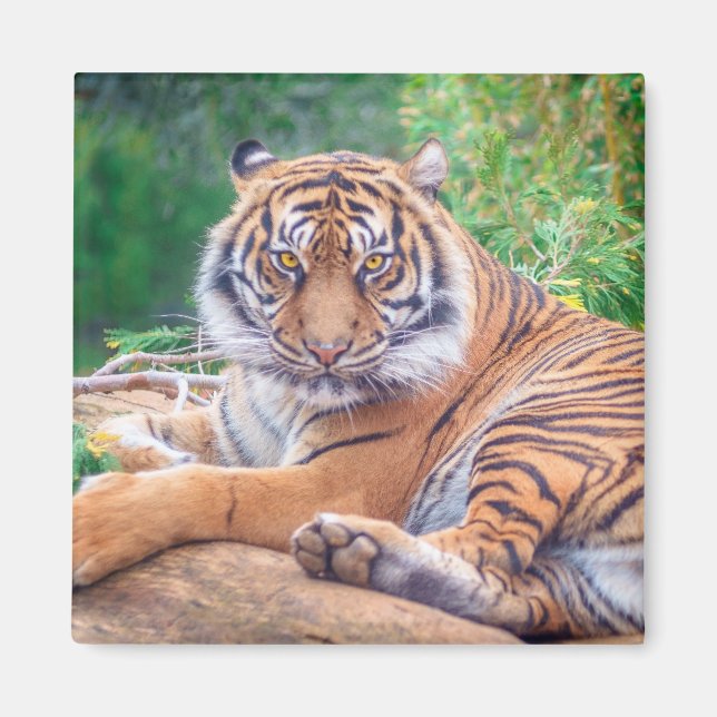 Aimant Photo de tigre étonnante (Devant)