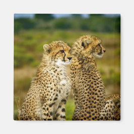 Aimant Photo de Wildlife Cheetah