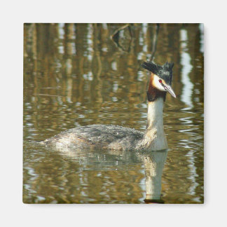Aimant Photo d'oiseau/Grèbe crêponnée/Champagne d'Oiseau