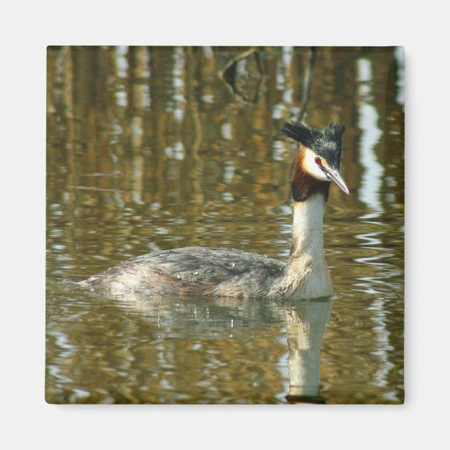 Aimant Photo d'oiseau/Grèbe crêponnée/Champagne d'Oiseau (Devant)