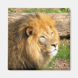 Aimant Photo du lion africain de la faune