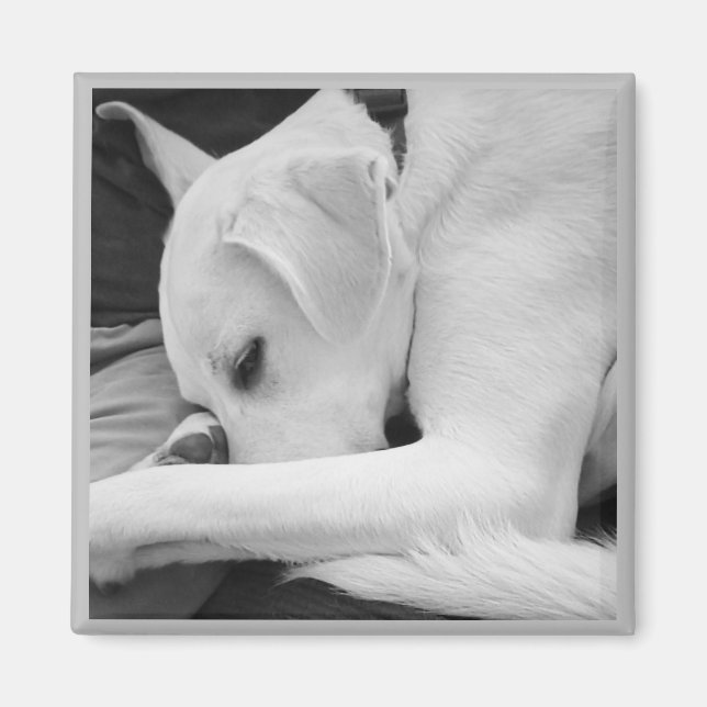 Aimant Photo en noir et blanc de mignon chien reposant av (Devant)